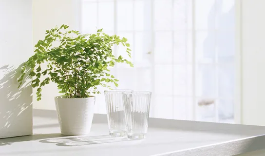 北欧简约绿植盆栽场景(17)