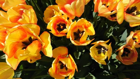 绽放郁金香花朵图片 绽放郁金香花朵图片