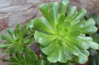 绿色肉质植物图片