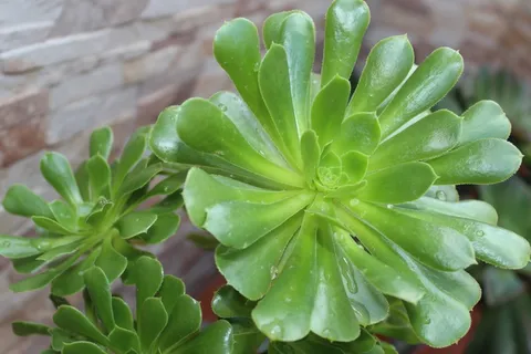 绿色肉质植物图片 绿色肉质植物图片