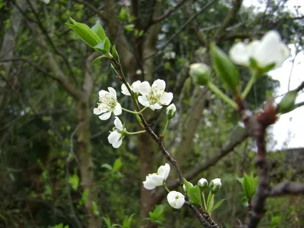 高清李花素材图片下载