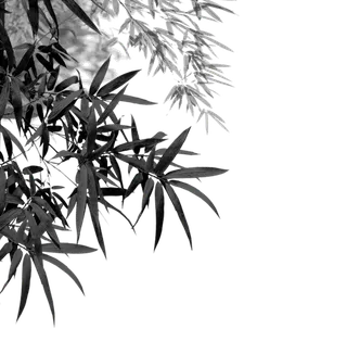 竹子水墨画中国风国画墨水书法竹子画