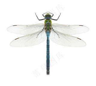 昆虫系列 - 美丽的蜻蜓