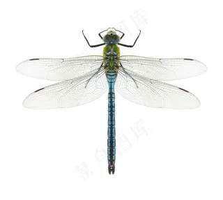 昆虫系列 - 美丽的蜻蜓