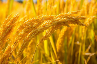 金黄色的麦子成熟特写摄影图