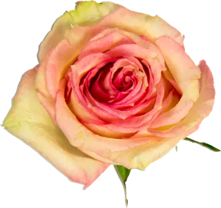 鲜花玫瑰免扣素材