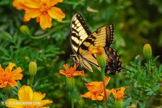 采花蜜的昆虫美丽蝴蝶图片