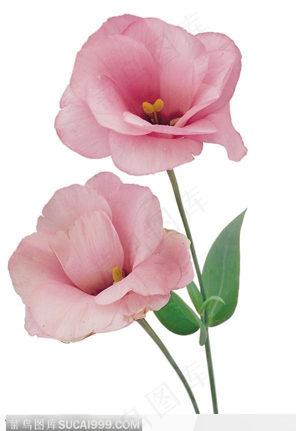 两枝玫瑰花