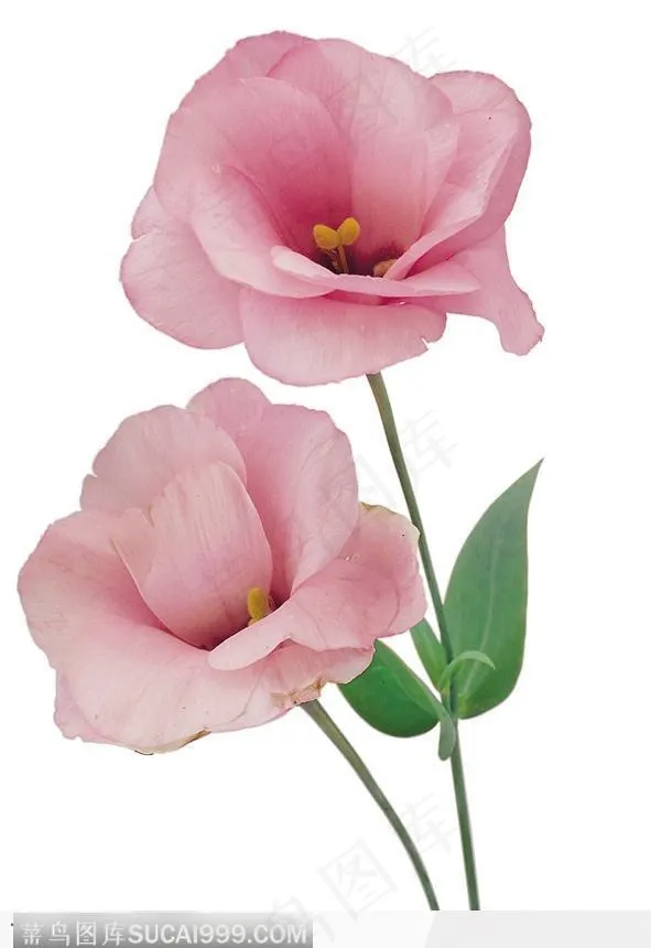 两枝玫瑰花