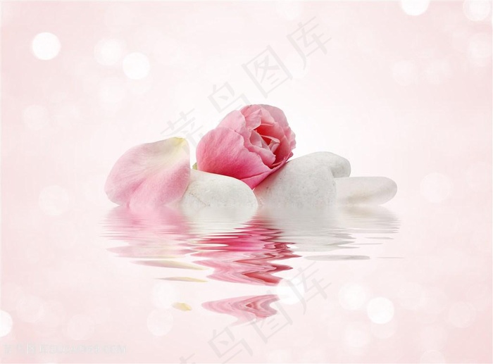美丽的花朵与鹅卵石高清