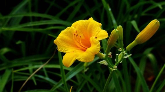 鲜花系列萱草花素材图 鲜花系列萱草花素材图