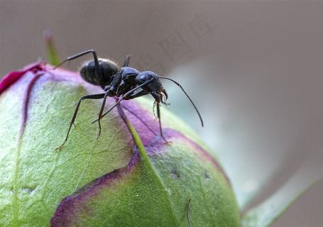 不辞劳苦的蚂蚁素材图片昆虫图片