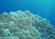 海底生物-海底世界里的像雪山形状的珊瑚礁