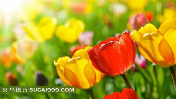 郁金香花海宽屏壁纸