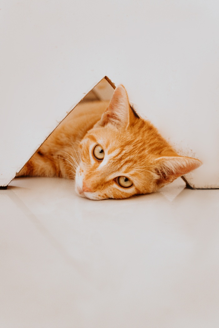 可爱猫咪猫猫摄影素材
