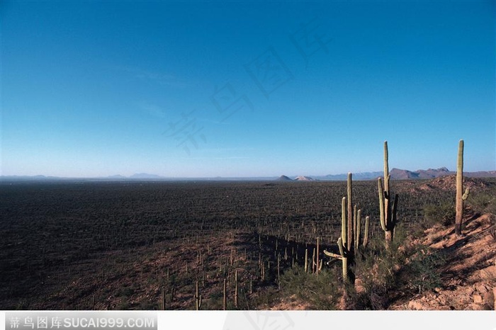 沙漠中的仙人掌