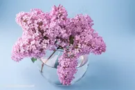 美丽粉色丁香花插花