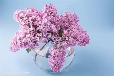 美丽粉色丁香花插花