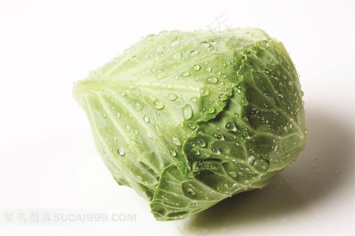 包头菜摄影素材