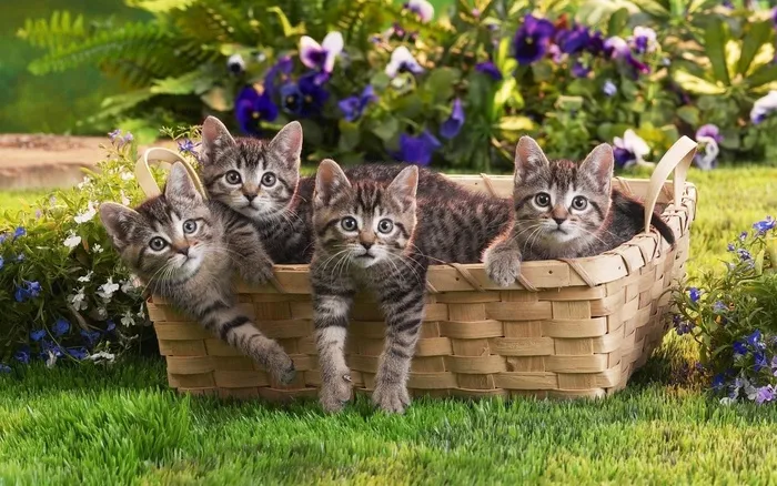 一群小猫 
