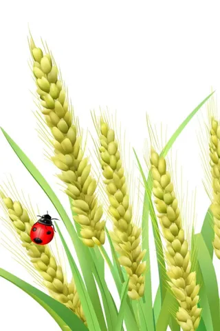 国潮手绘小麦农作物