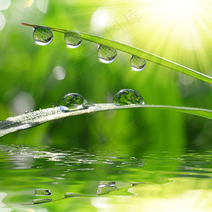 雨后露珠图片