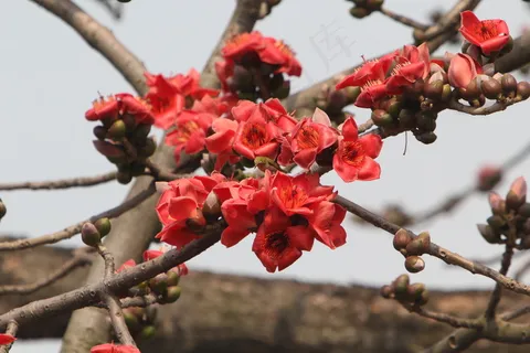 木棉花图片 木棉花图片