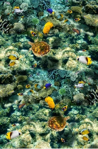 海底海洋鱼群背景墙