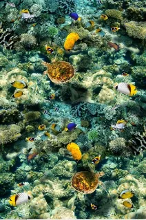 海底海洋鱼群背景墙 海底海洋鱼群背景墙