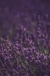 紫色唯美薰衣草花海图片 紫色唯美薰衣草花海图片