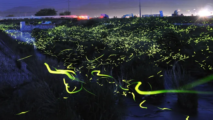 萤火虫效果psd素材psd模版下载