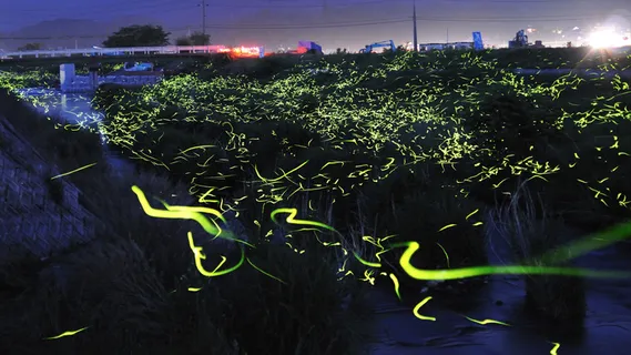 萤火虫效果psd素材