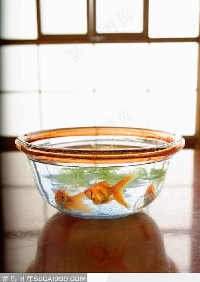 透明盆子里的金鱼水草