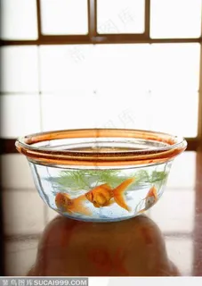 透明盆子里的金鱼水草 透明盆子里的金鱼水草