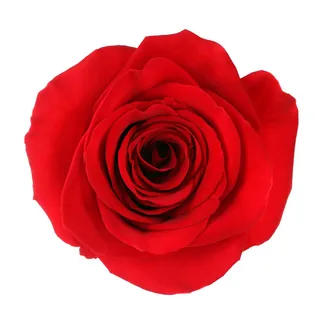 华丽的,玫瑰,红色,情人节,夏天