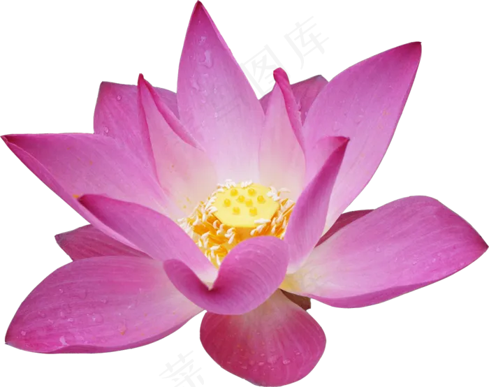荷花素材 免抠 荷花 复古 中国风 莲花 荷叶 花朵