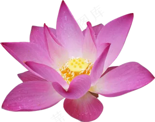 荷花素材 免抠 荷花 复古 中国风 莲花 荷叶 花朵