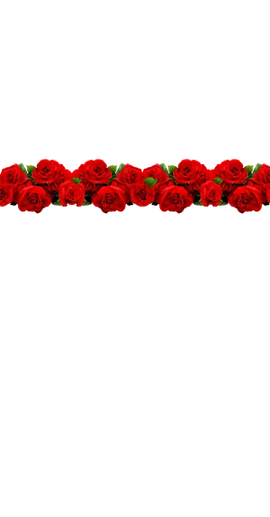 玫瑰花花朵植物