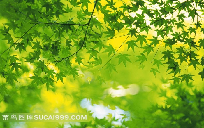 树林树叶素材风景图片