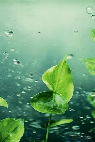叶子水滴宁静背景图