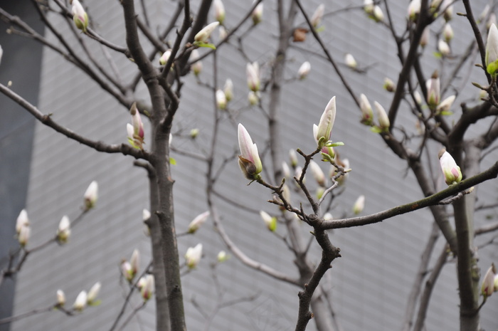 白色玉兰花图片