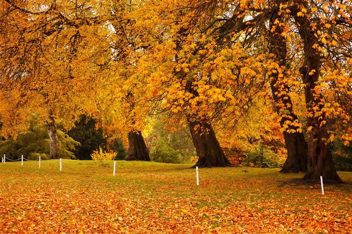 黄色自然炫丽魅力秋天