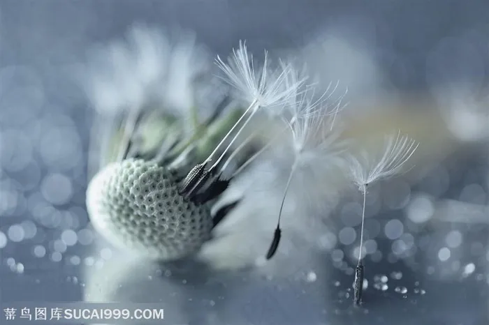 高清蒲公英种子鲜花图片