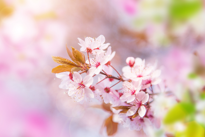 美丽的樱花节景色高清图片