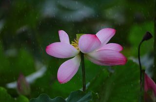雨中残花荷花图片