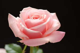 粉色玫瑰花特写摄影图