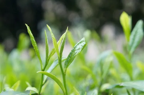阳光下的草丛 阳光下的草丛