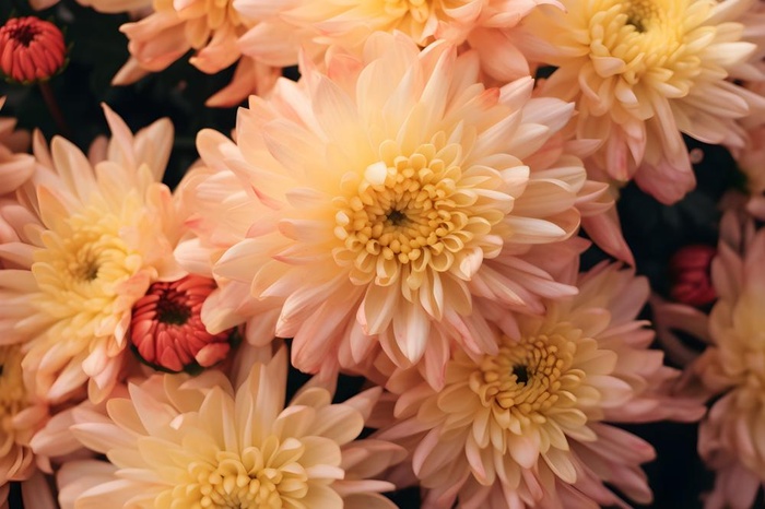 菊花光照摄影图