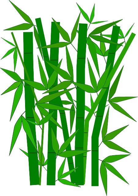 竹子 PNG免抠(451x640)