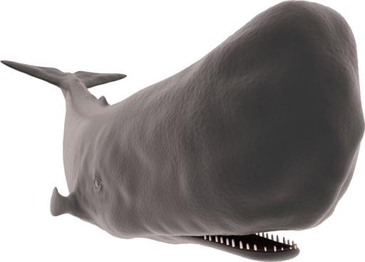 抹香鲸PNG透明图片免抠